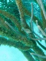 Slender Filefish IMG 5904